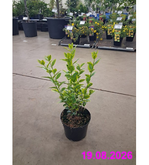 Ligustrum oval. 'Aureum' C 1 L